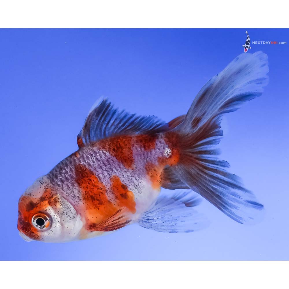 4” Imported Calico Oranda