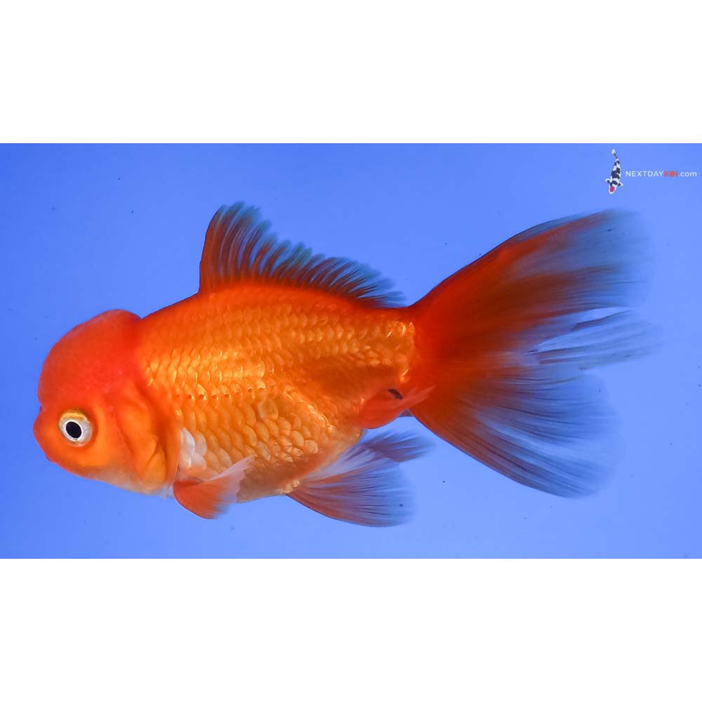 3.5” Imported Red and White Oranda
