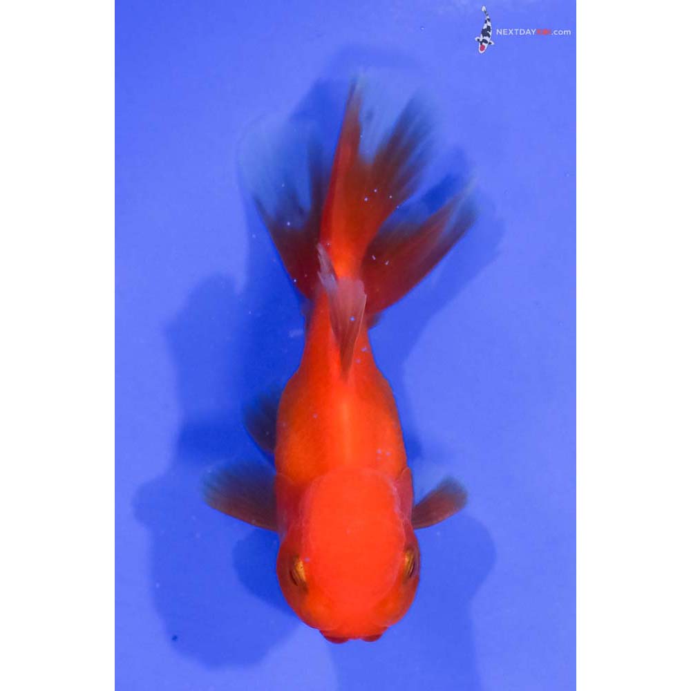 3.5” Imported Red and White Oranda