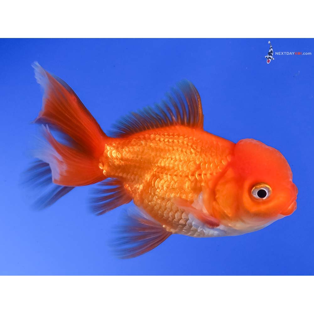 3.5” Imported Red and White Oranda