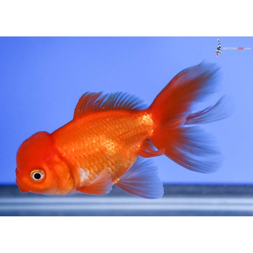 3.5” Imported Red and White Oranda