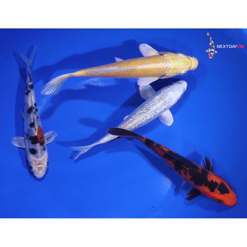 Lot of (4) 5-6” Imported Assorted Koi