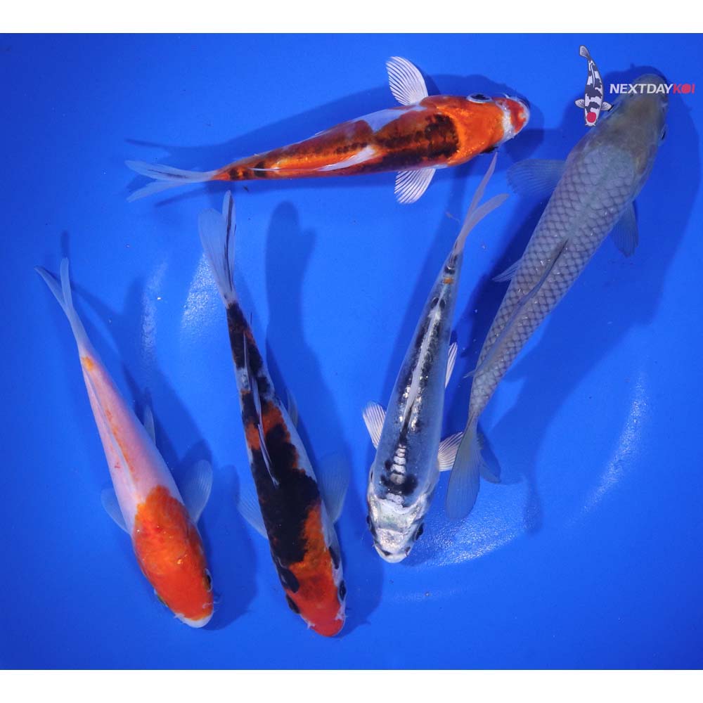 Lot of (5) 5-6” Imported Assorted Koi