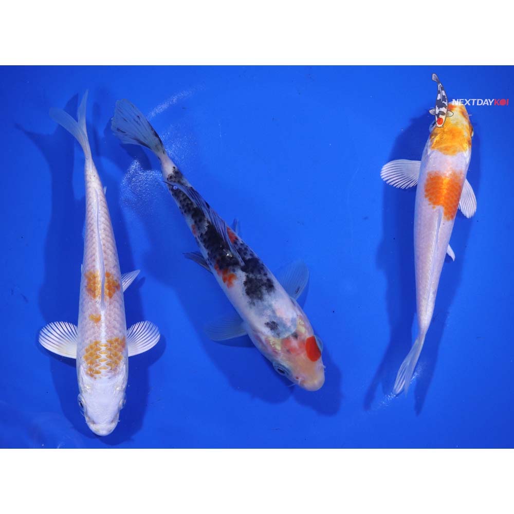 Lot of (3) 5-6” Imported Assorted Koi