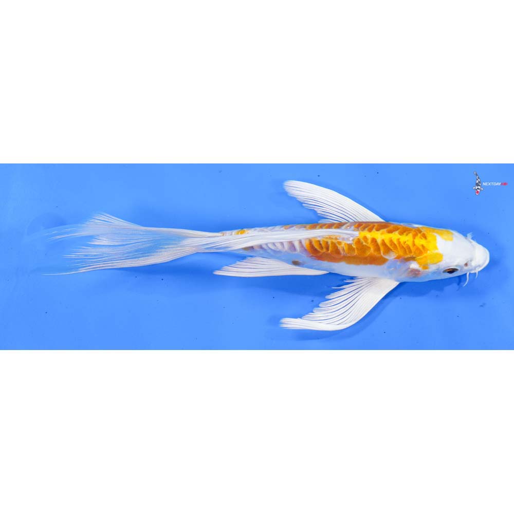 7.5” Imported Kikusui Butterfly Koi