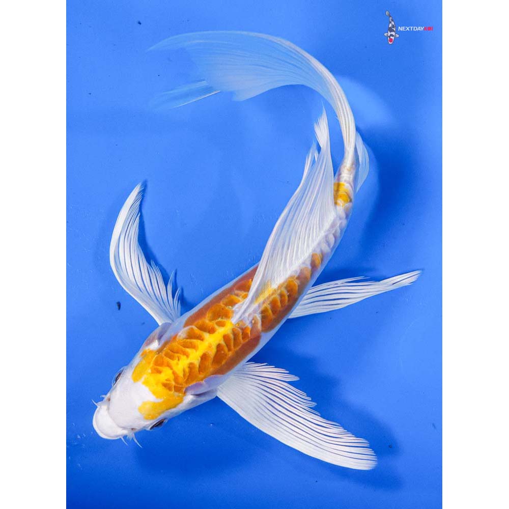 7.5” Imported Kikusui Butterfly Koi