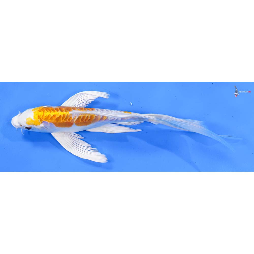 7.5” Imported Kikusui Butterfly Koi