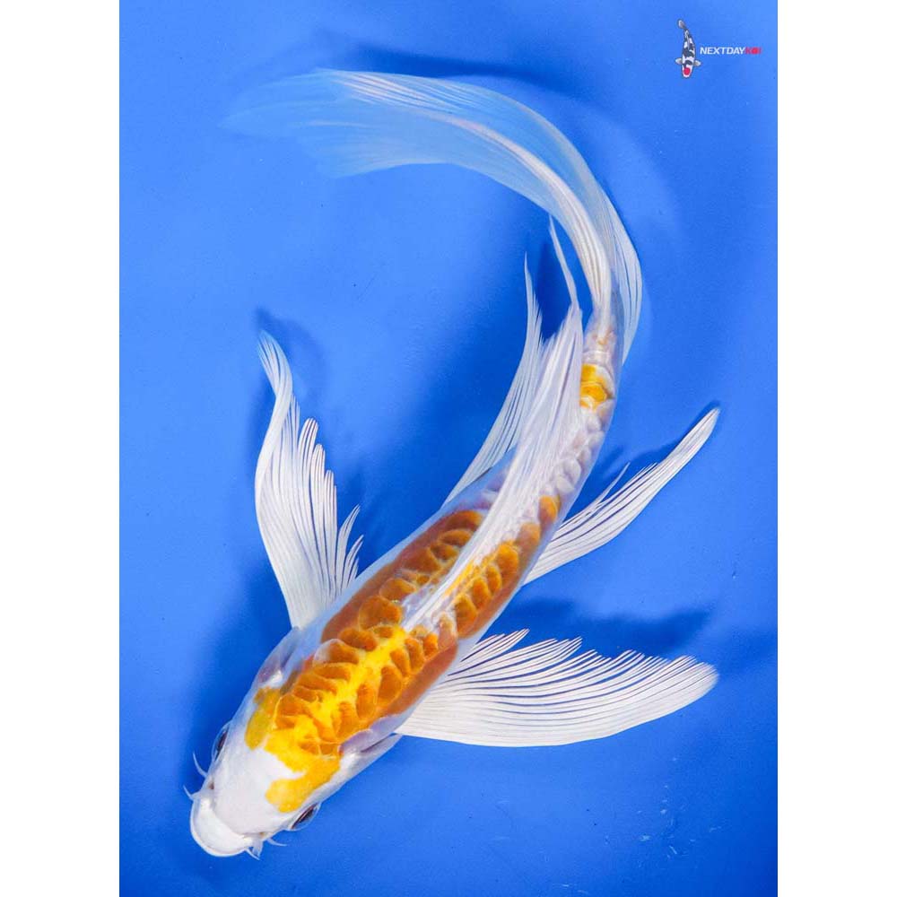 7.5” Imported Kikusui Butterfly Koi