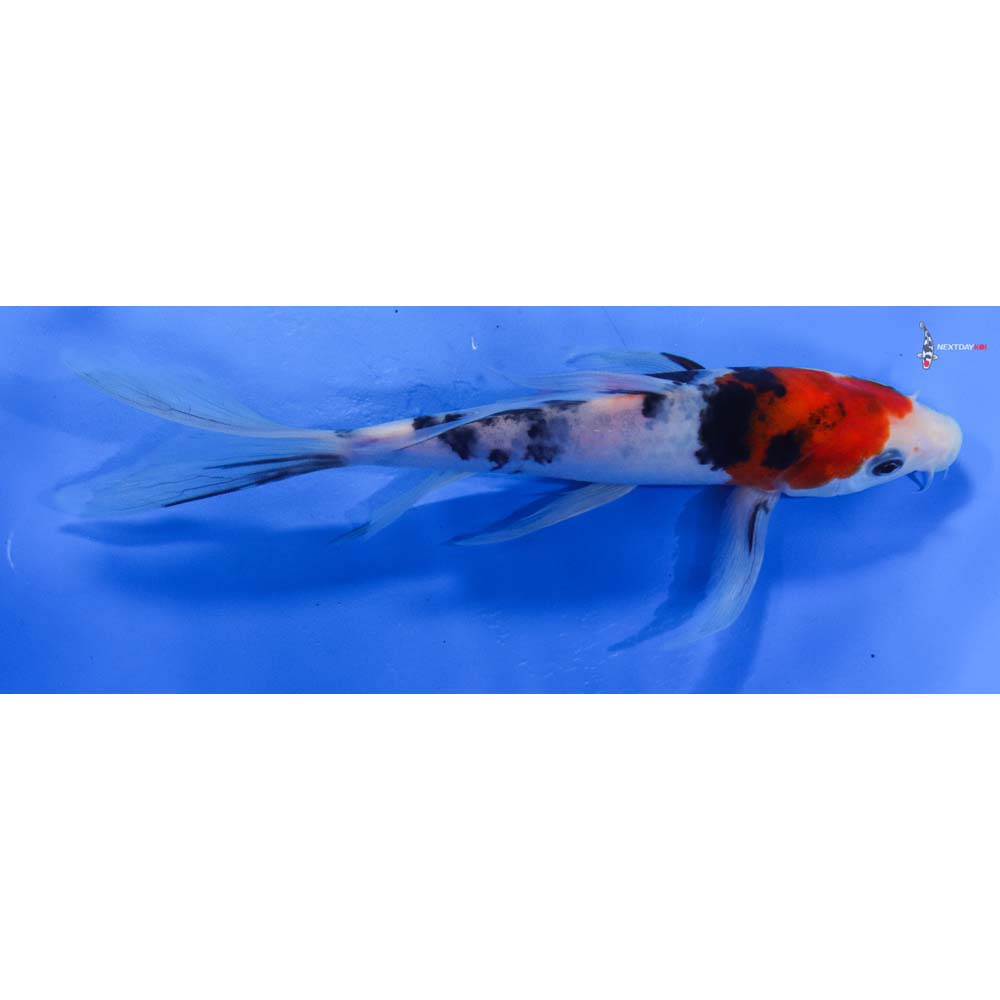 8” Imported Sanke Butterfly Koi