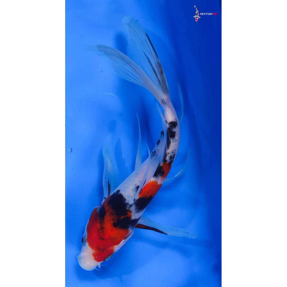 8” Imported Sanke Butterfly Koi