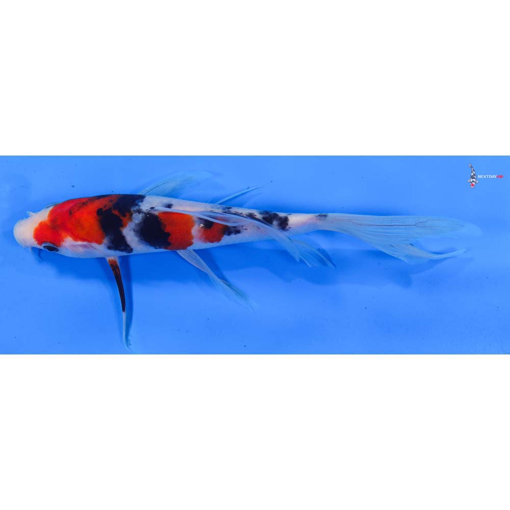8” Imported Sanke Butterfly Koi