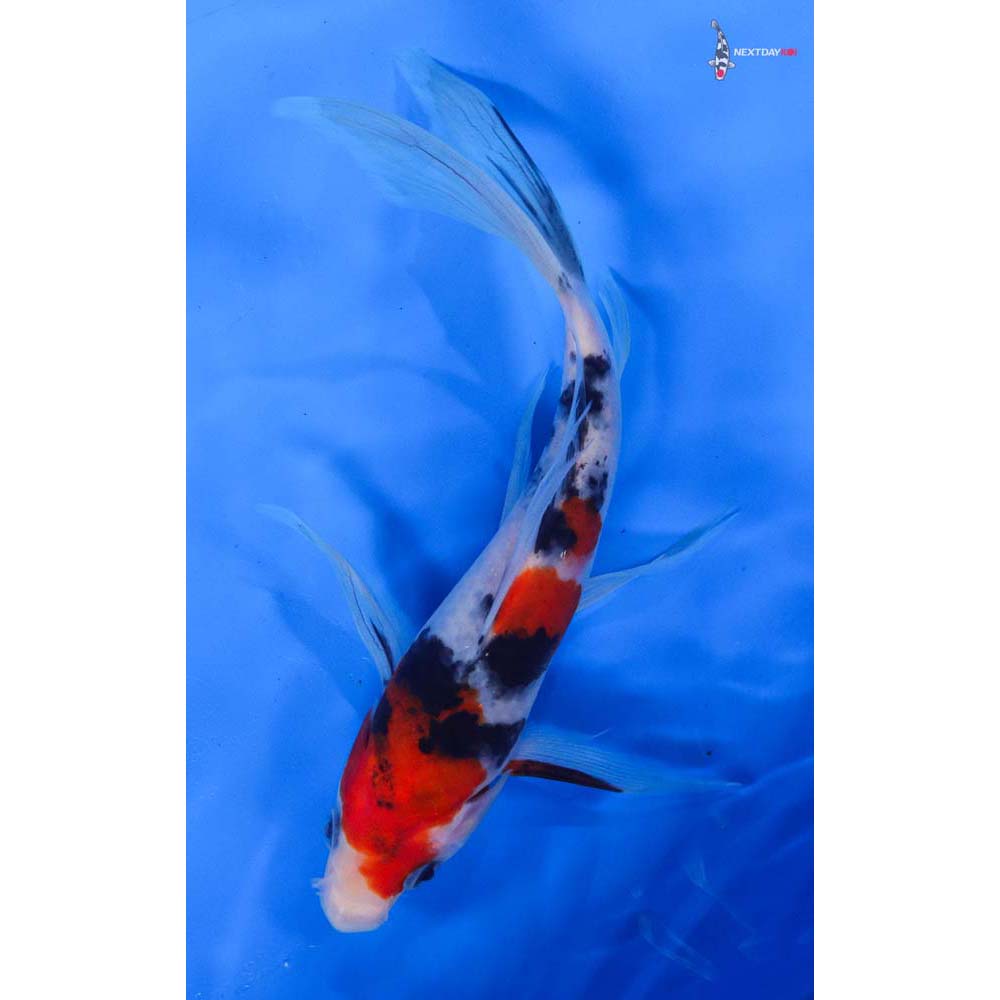 8” Imported Sanke Butterfly Koi