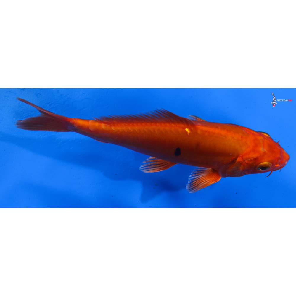 6” Imported Doitsu Orenji Ogon