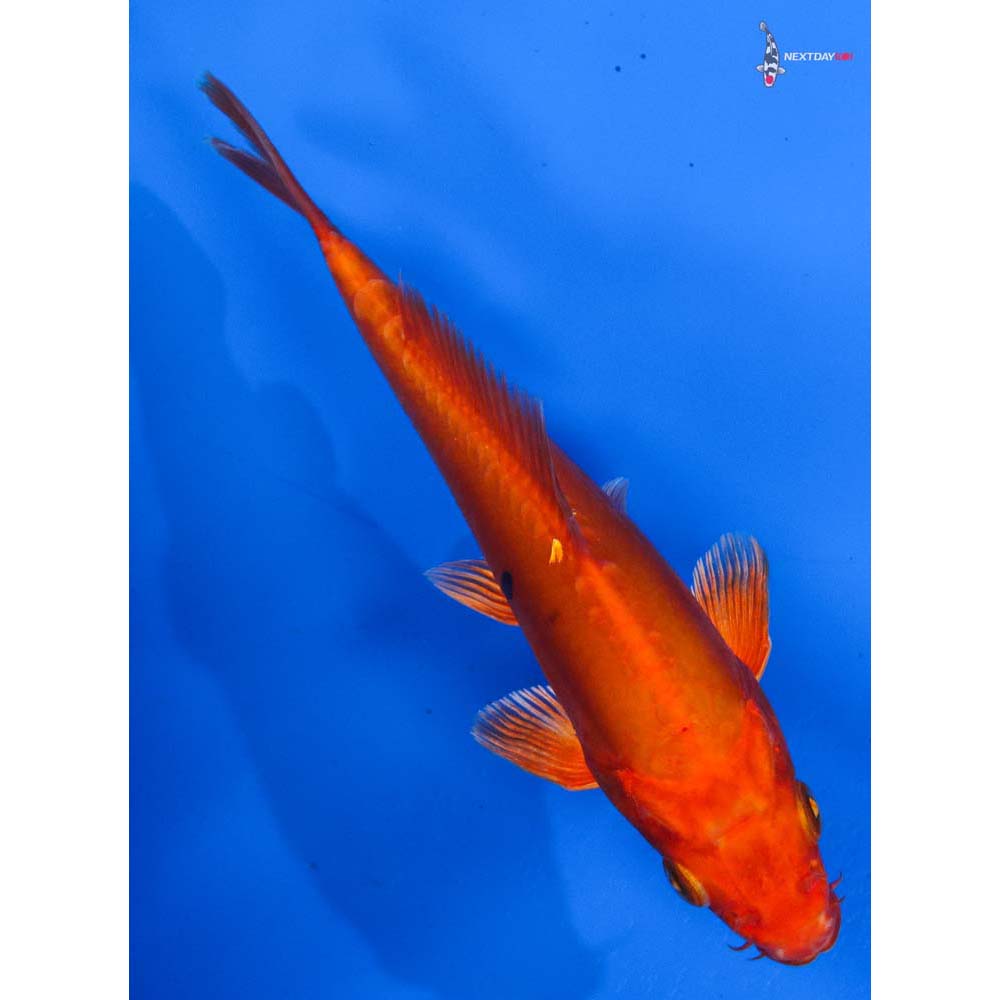 6” Imported Doitsu Orenji Ogon