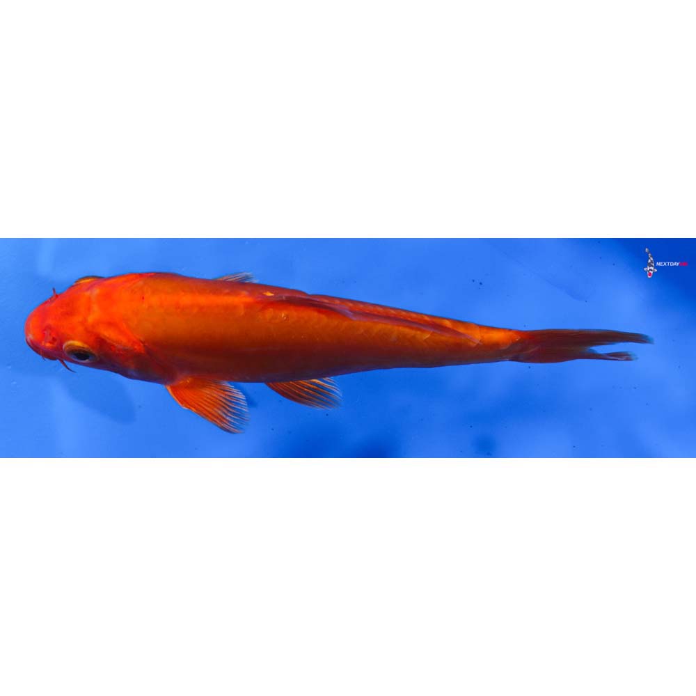 6” Imported Doitsu Orenji Ogon