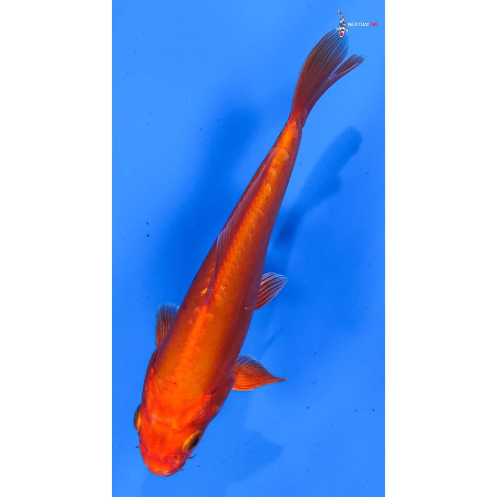 6” Imported Doitsu Orenji Ogon