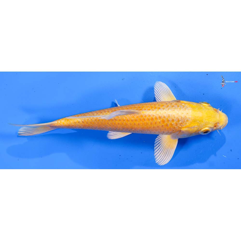 6.5” Imported Yamabuki Ogon