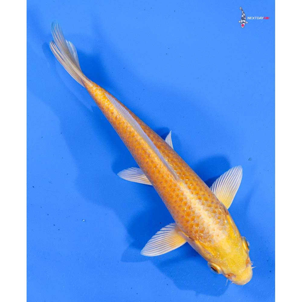 6.5” Imported Yamabuki Ogon