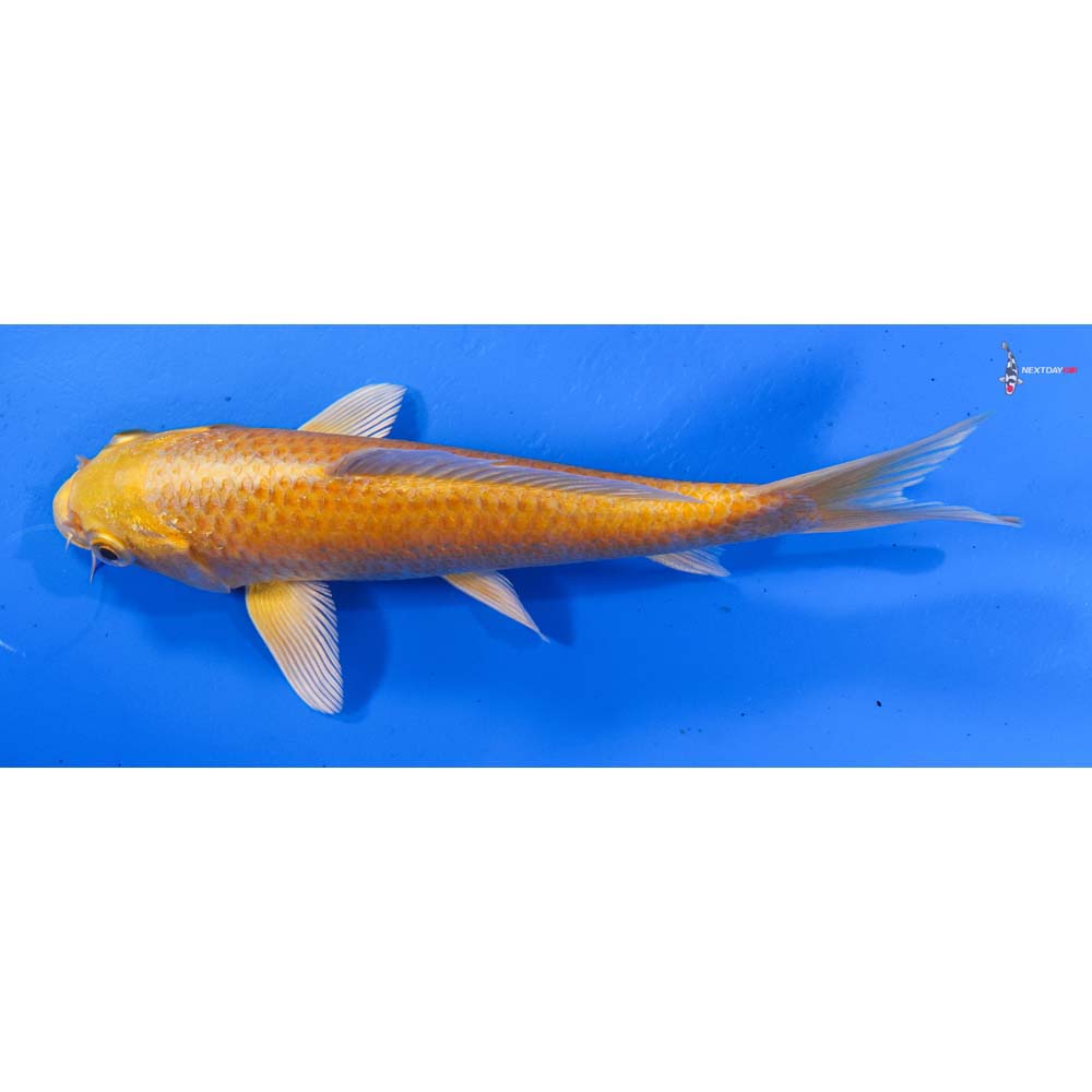 6.5” Imported Yamabuki Ogon