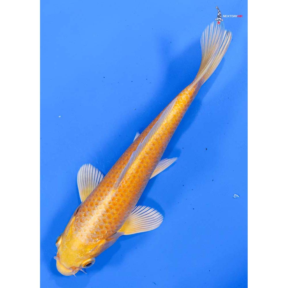 6.5” Imported Yamabuki Ogon