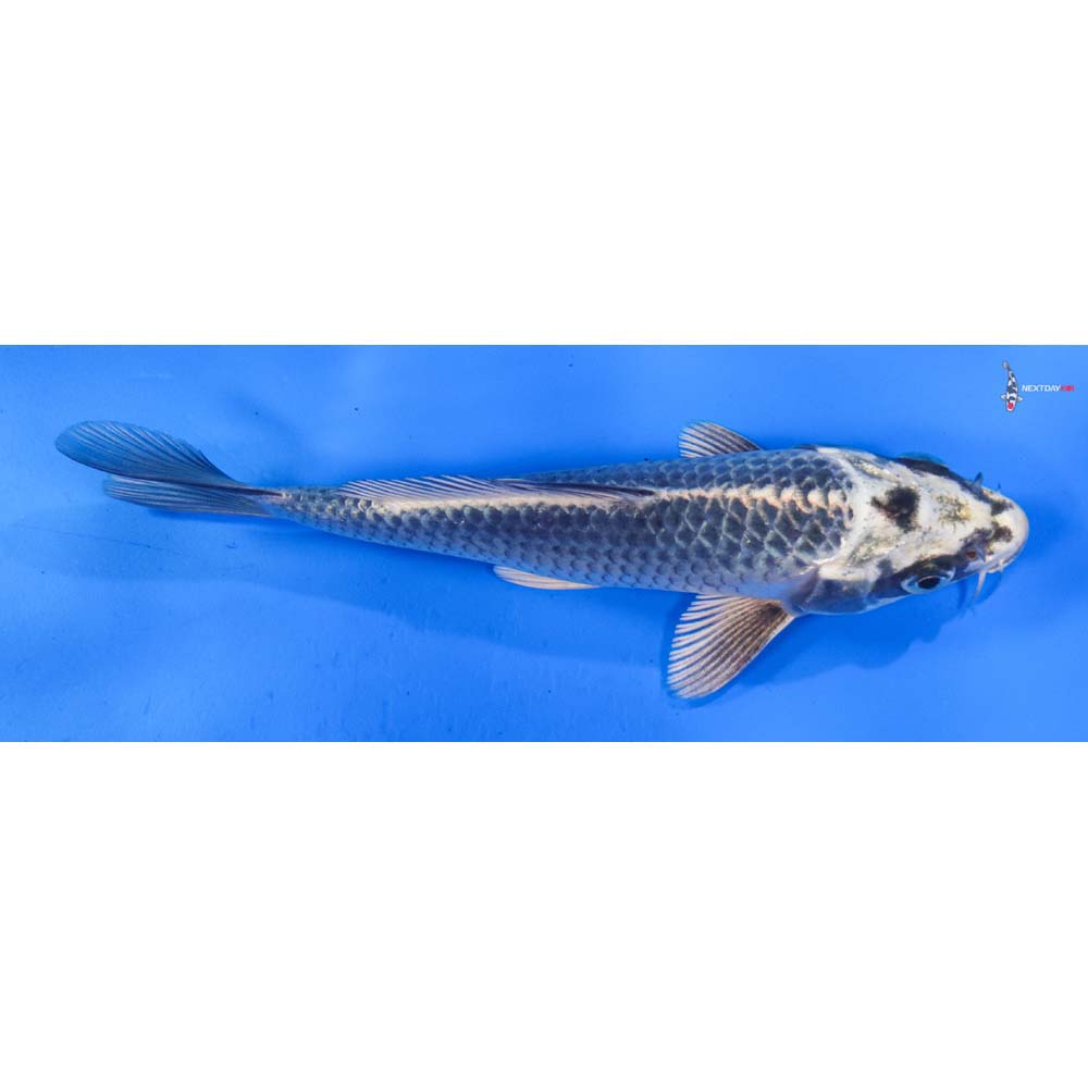 6.5” Imported Gin Matsuba