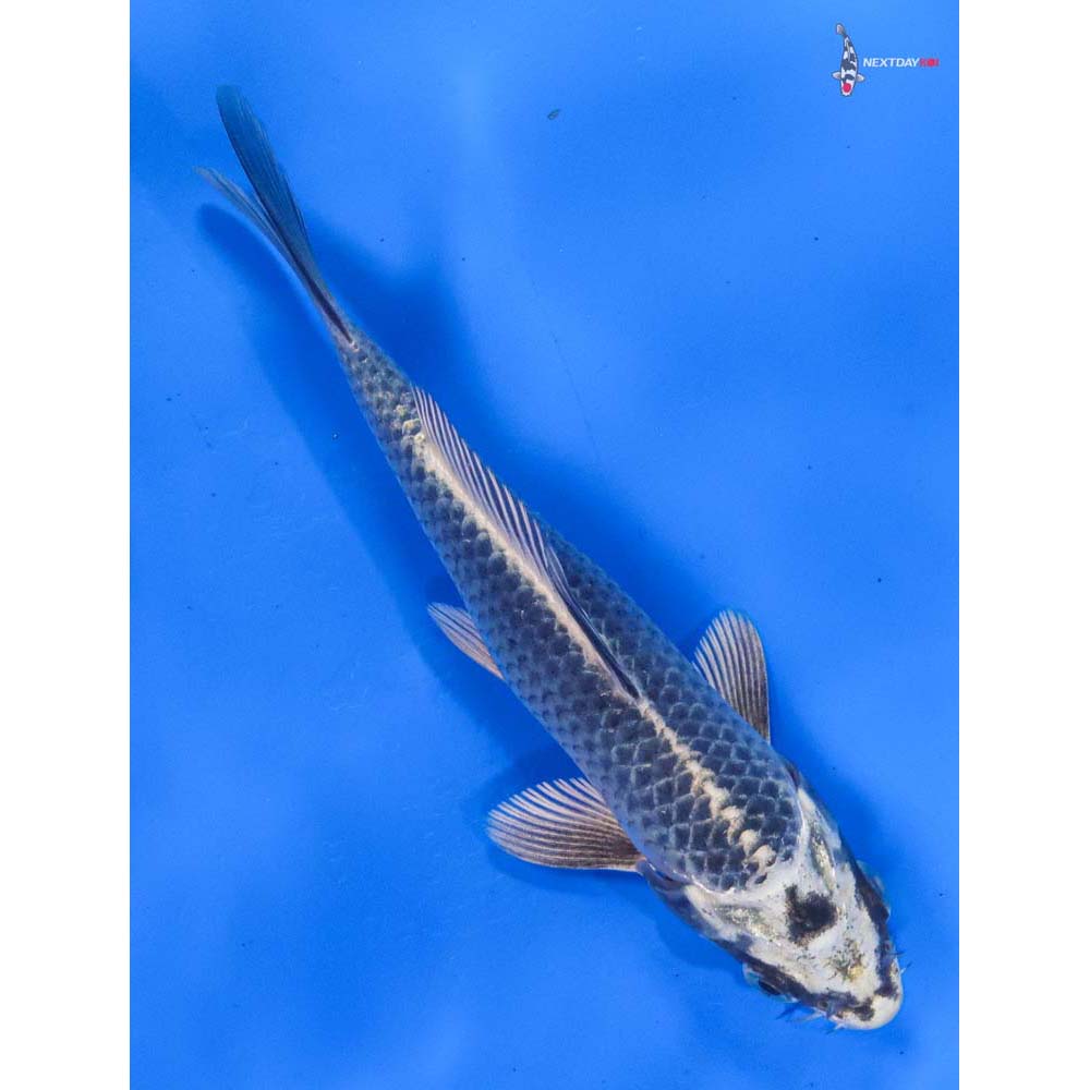 6.5” Imported Gin Matsuba