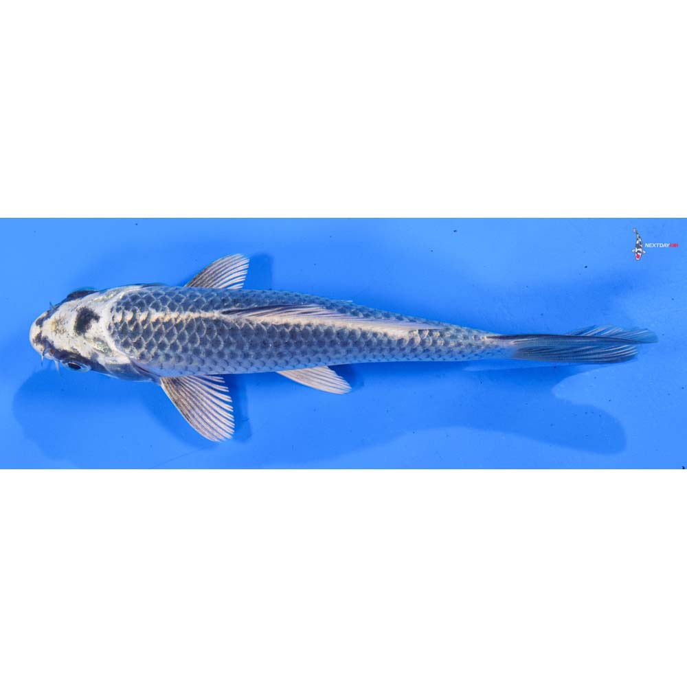 6.5” Imported Gin Matsuba
