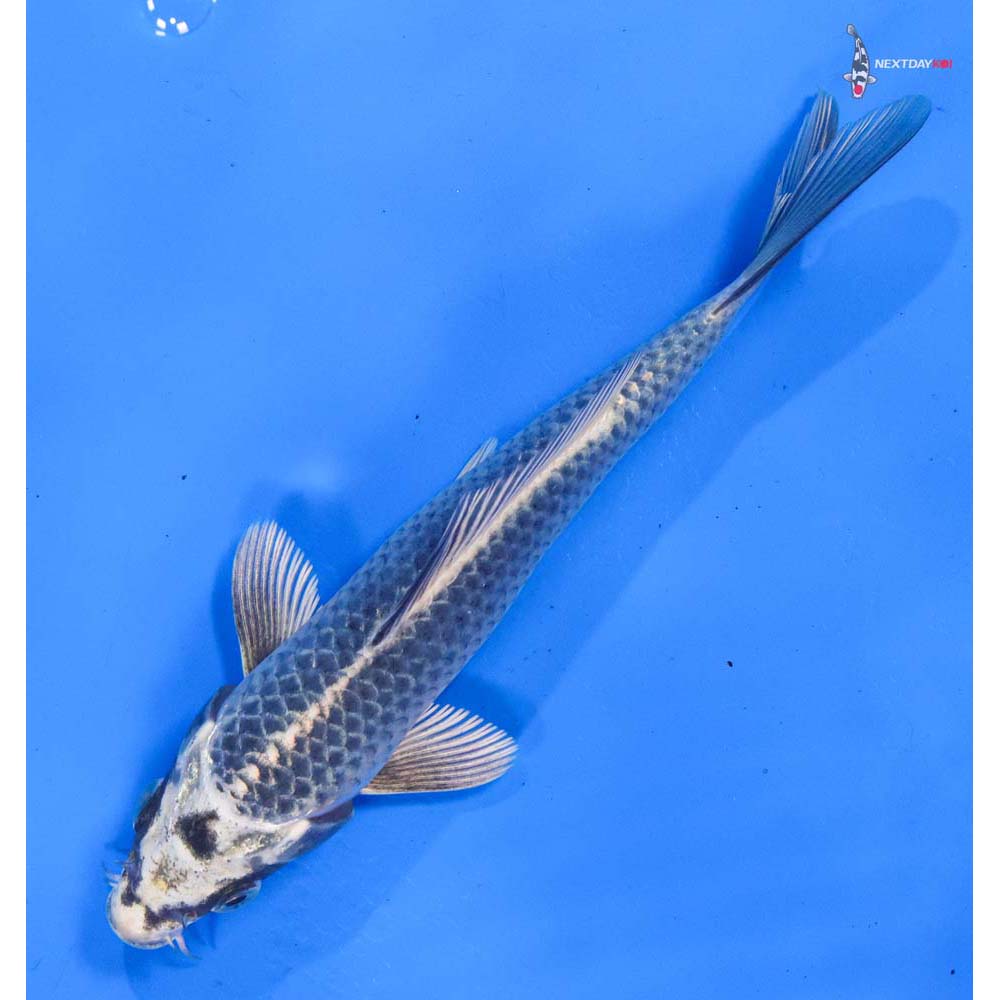 6.5” Imported Gin Matsuba