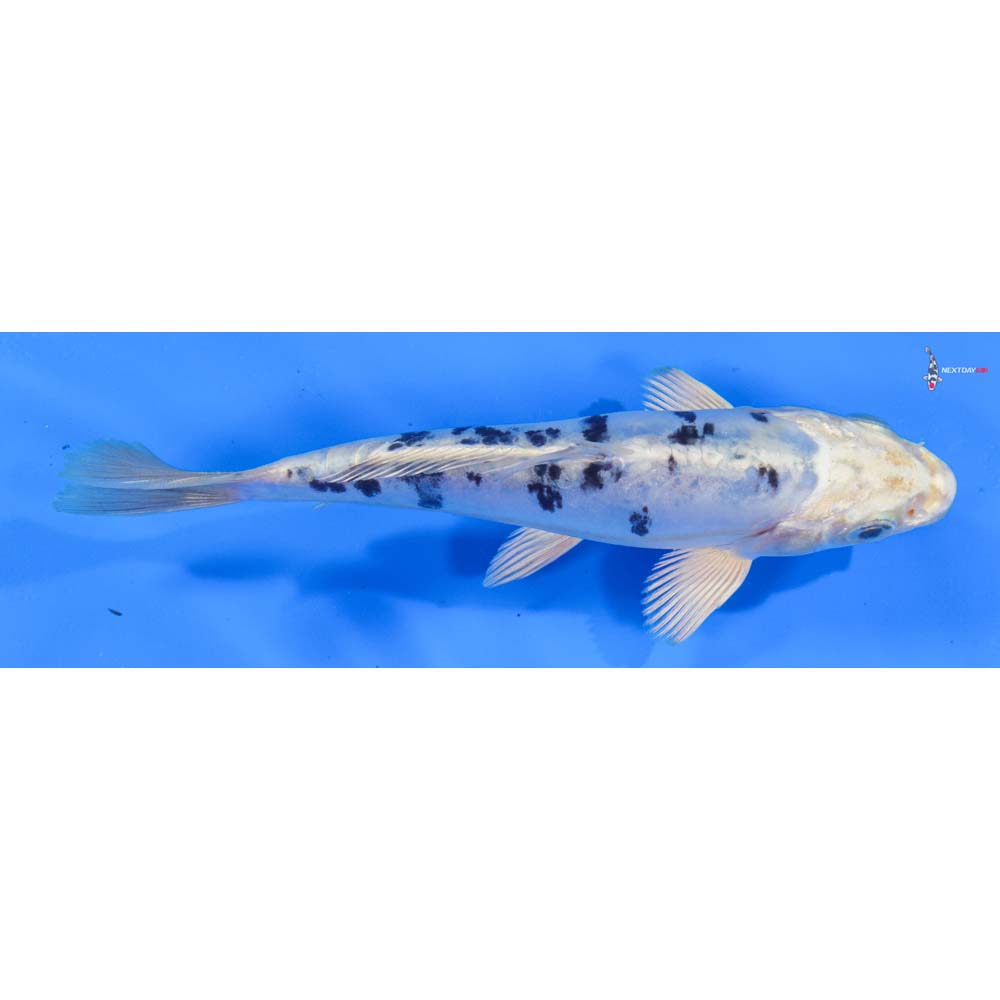 6.5” Imported Doitsu Gin Shiro Bekko