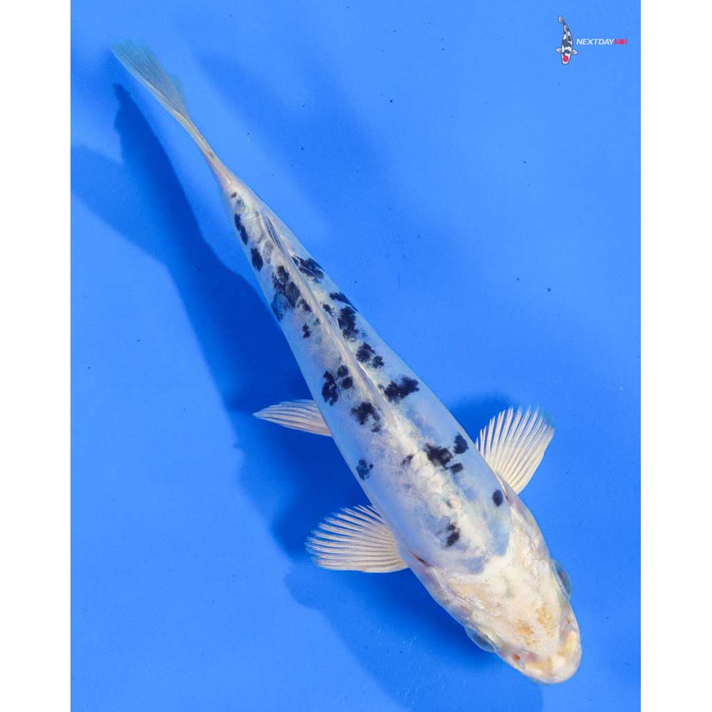 6.5” Imported Doitsu Gin Shiro Bekko