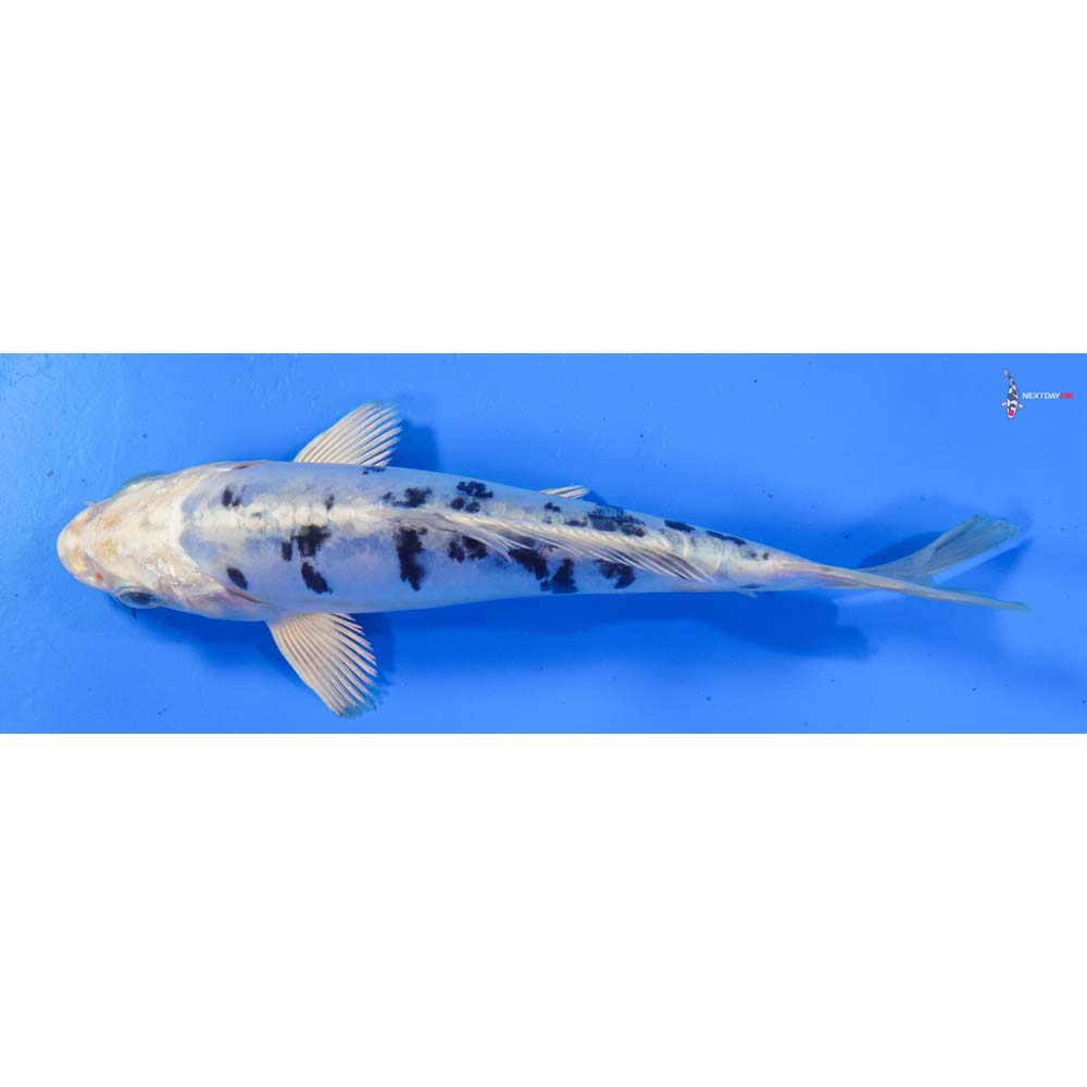 6.5” Imported Doitsu Gin Shiro Bekko