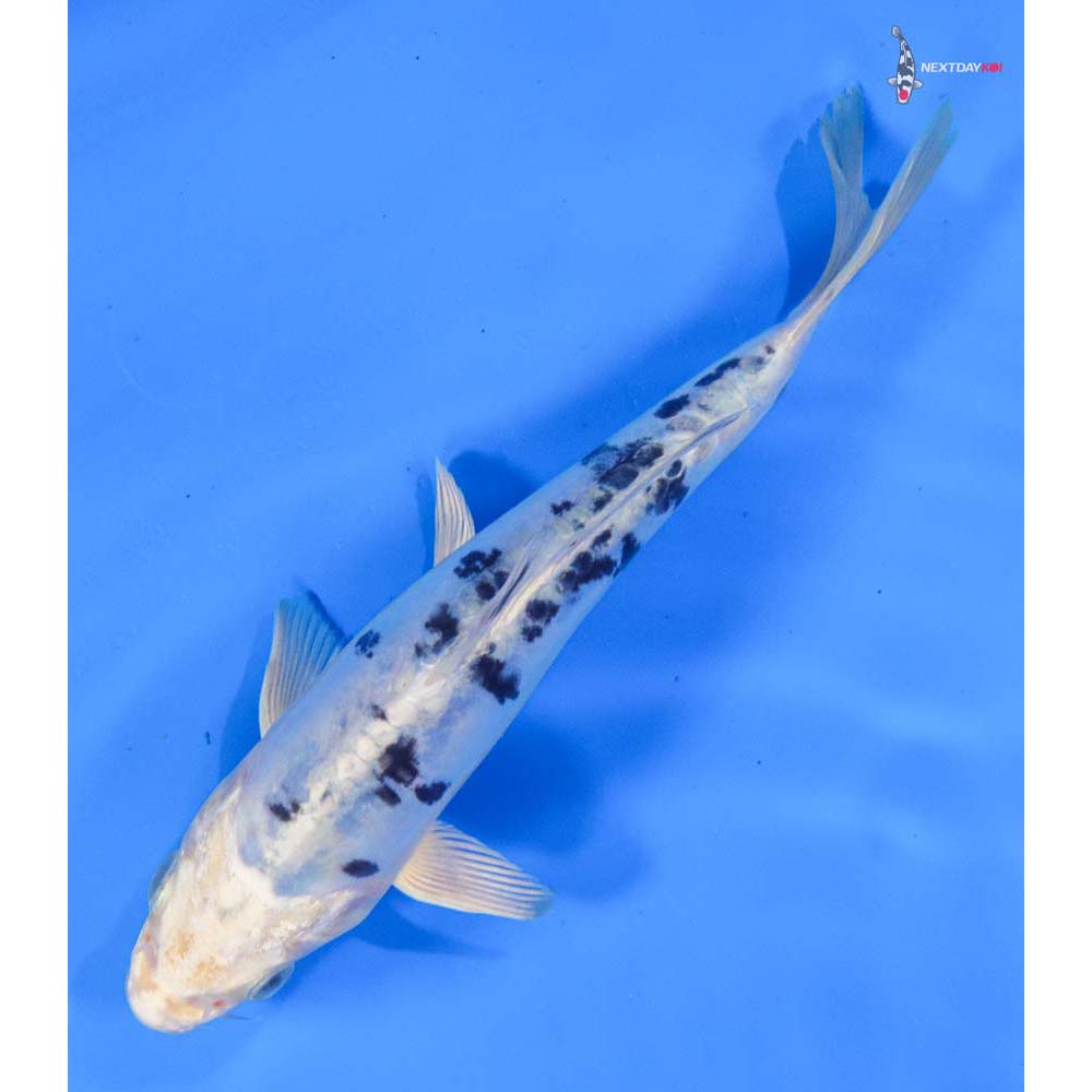 6.5” Imported Doitsu Gin Shiro Bekko