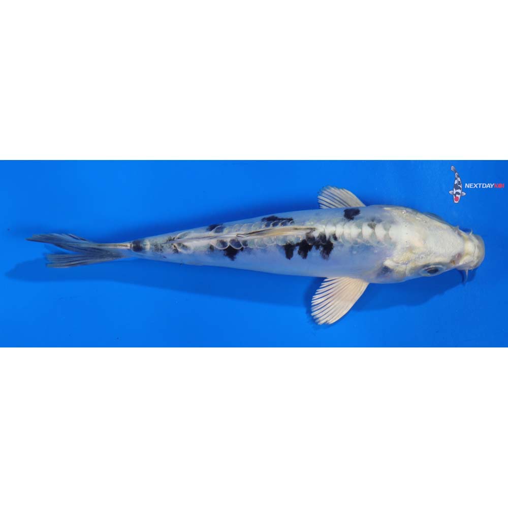 5” Imported Doitsu Gin Shiro Bekko