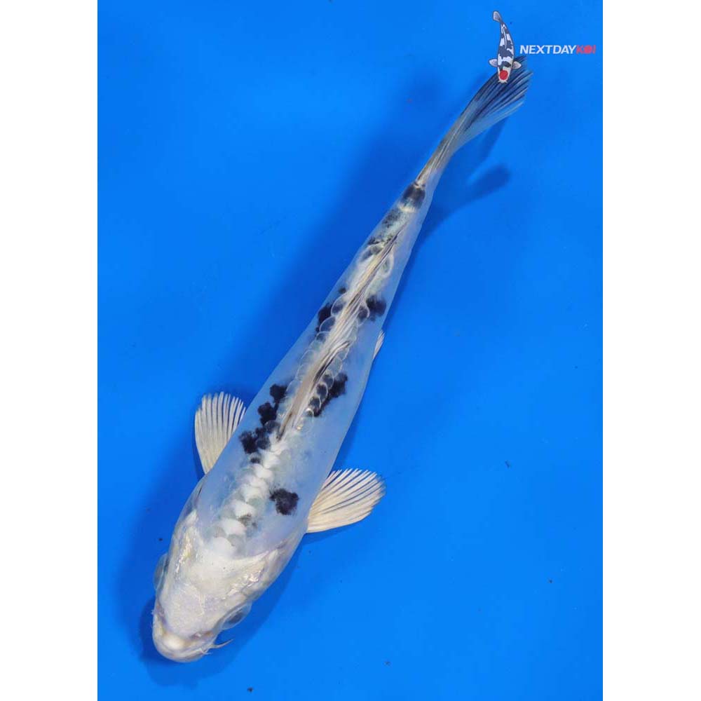 5” Imported Doitsu Gin Shiro Bekko
