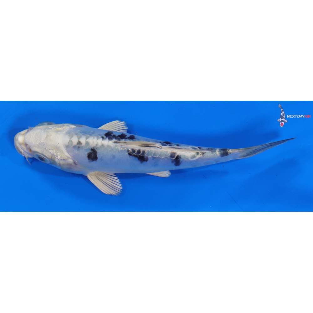 5” Imported Doitsu Gin Shiro Bekko