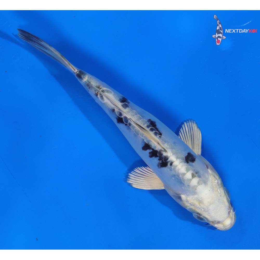 5” Imported Doitsu Gin Shiro Bekko