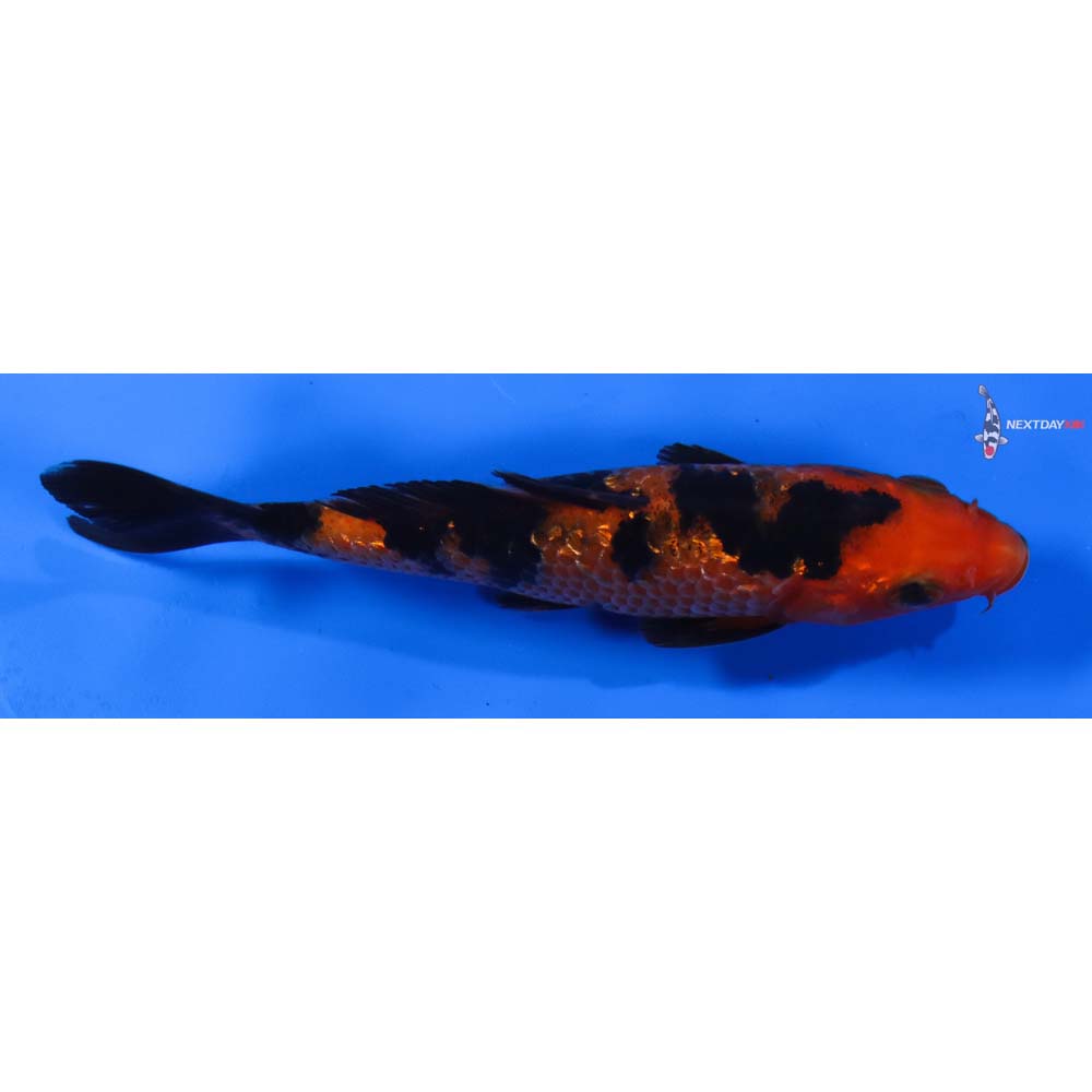 5.5” Imported Gin Rin Aka Bekko