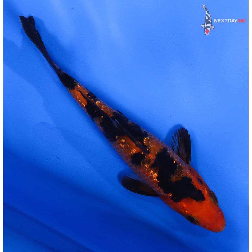 5.5” Imported Gin Rin Aka Bekko