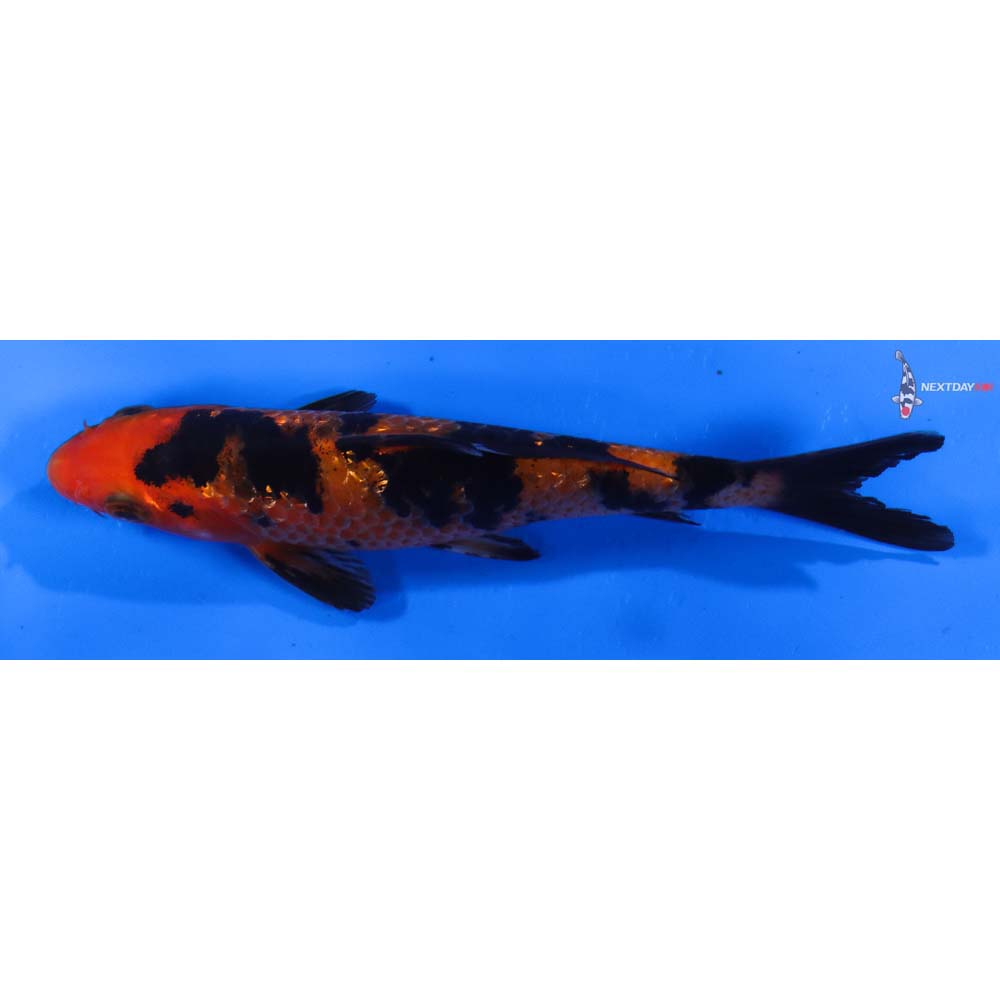 5.5” Imported Gin Rin Aka Bekko