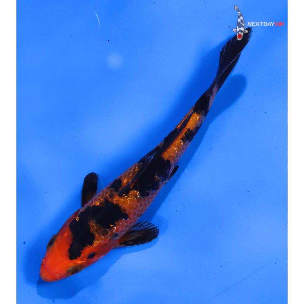 5.5” Imported Gin Rin Aka Bekko