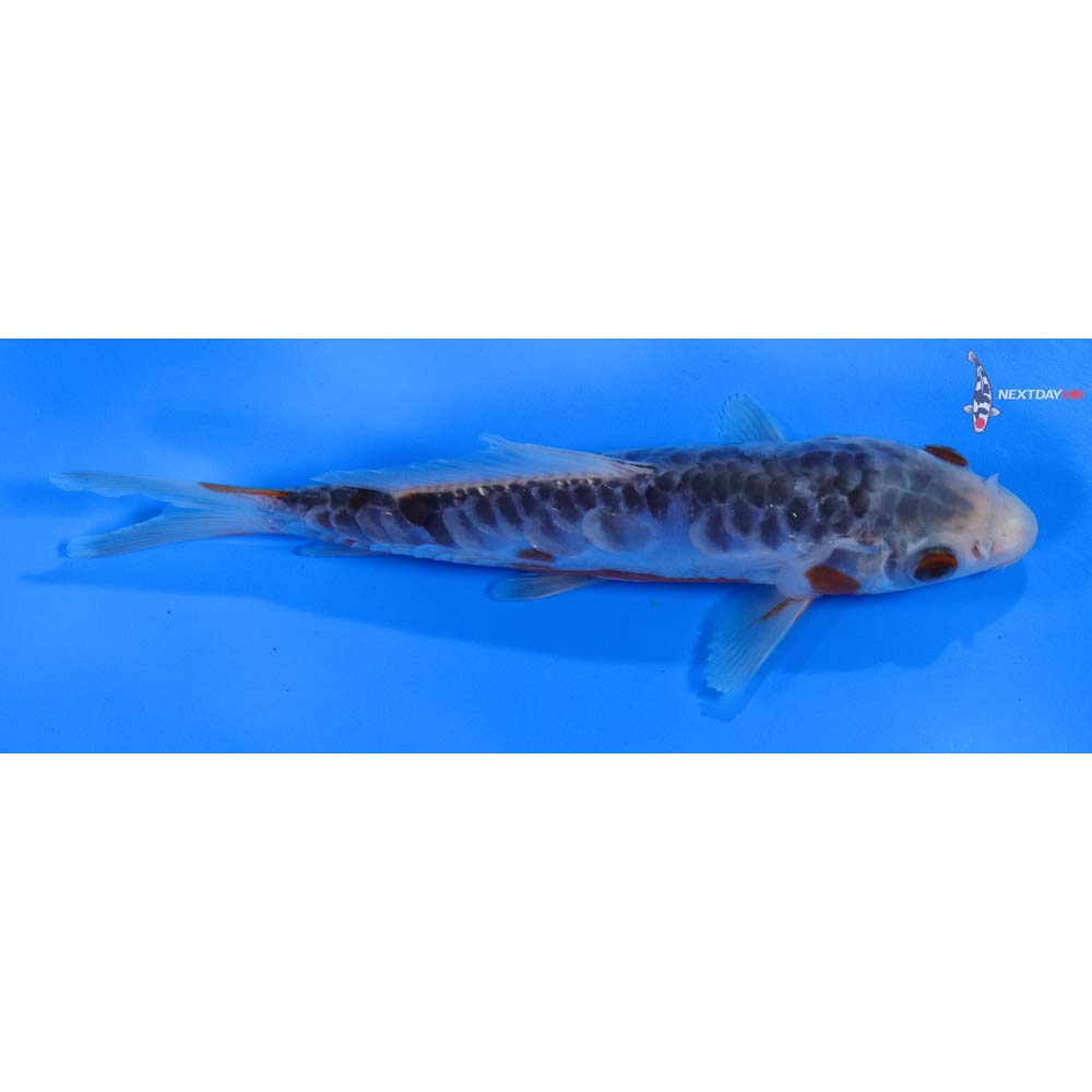 5.5” Imported Shusui