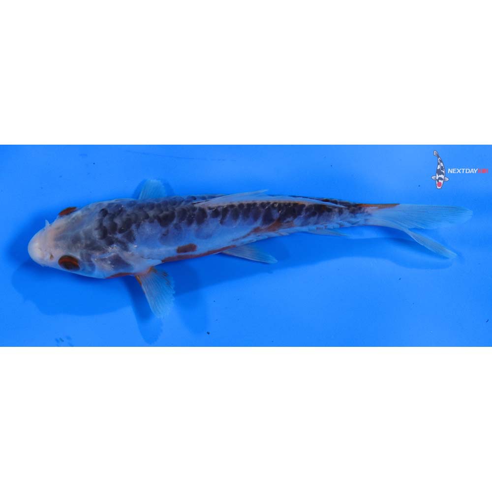 5.5” Imported Shusui