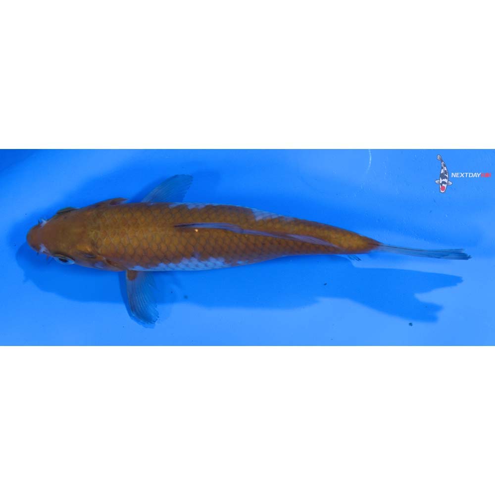 5.5” Imported Ochiba Shigure