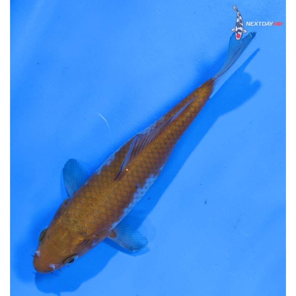 5.5” Imported Ochiba Shigure