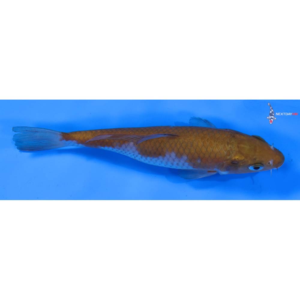 5.5” Imported Ochiba Shigure
