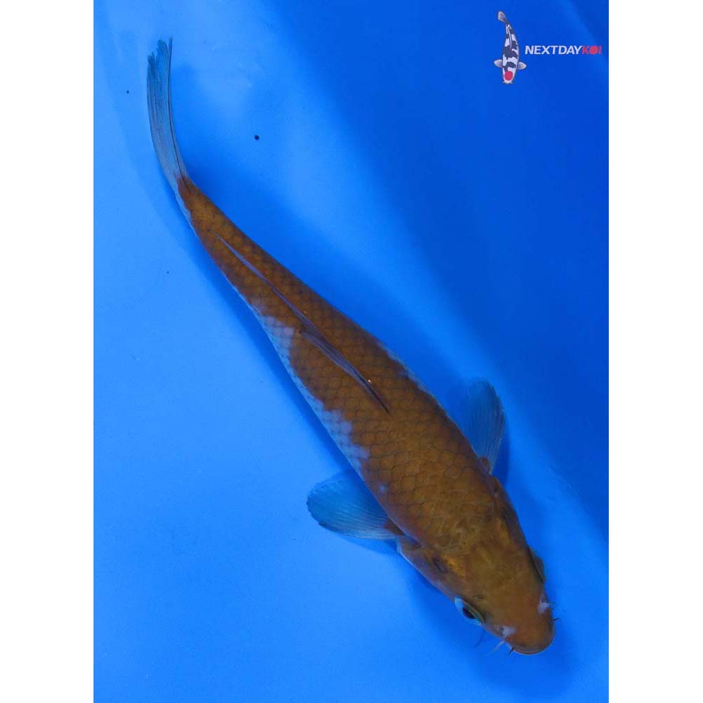 5.5” Imported Ochiba Shigure