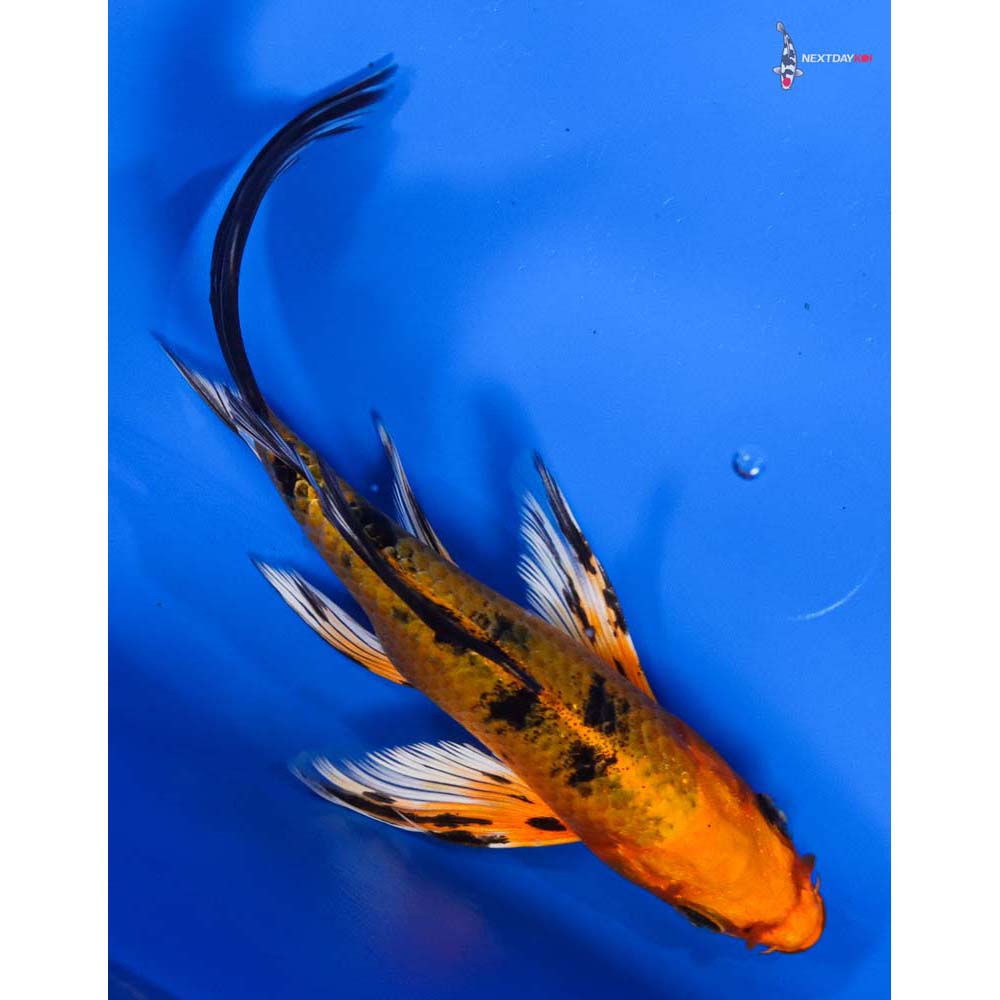 5.5” Imported Kin Aka Bekko Butterfly Koi