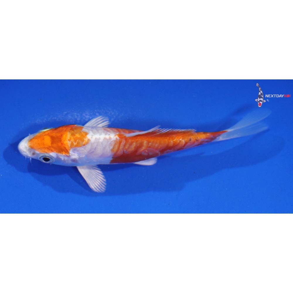 4” Imported Kikusui