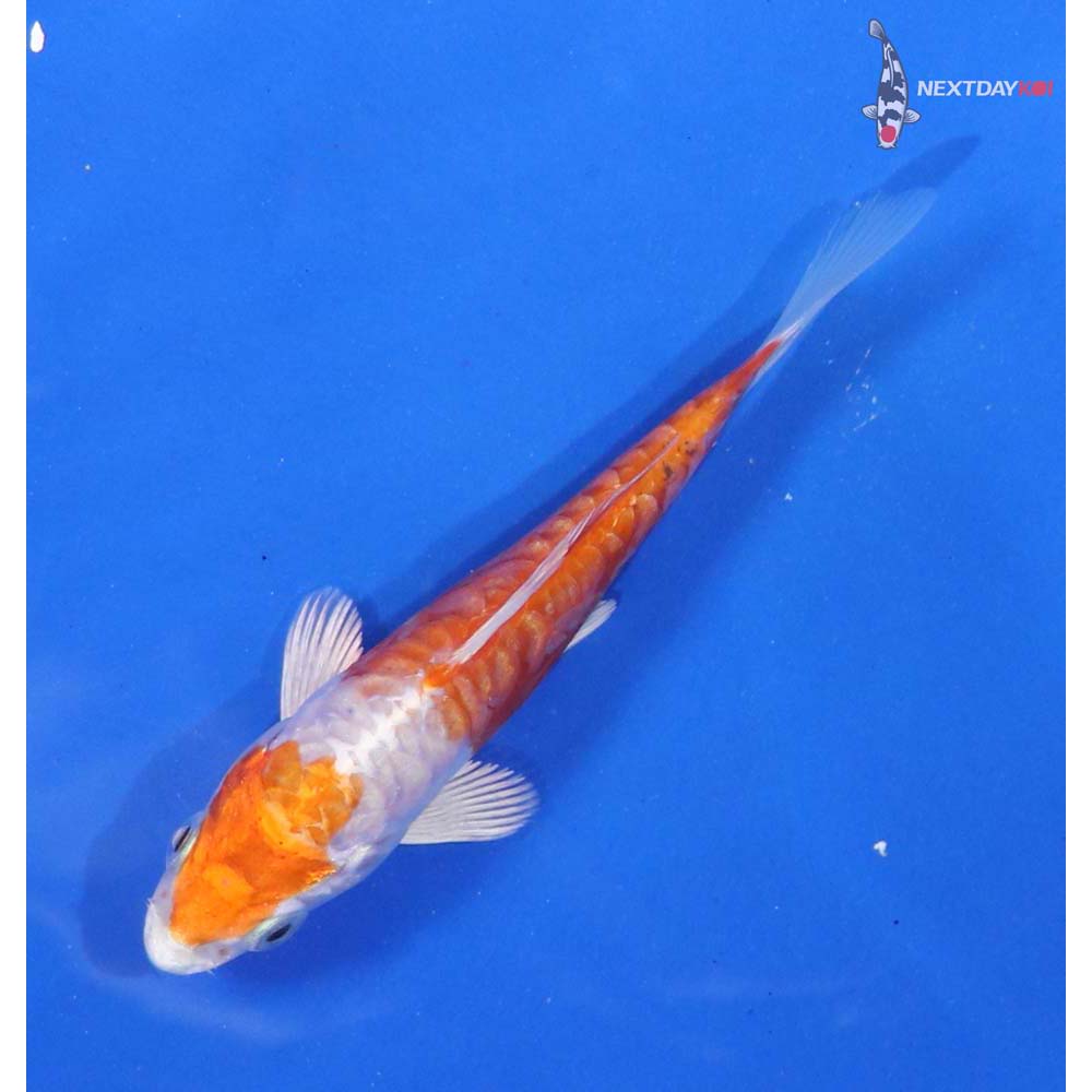 4” Imported Kikusui