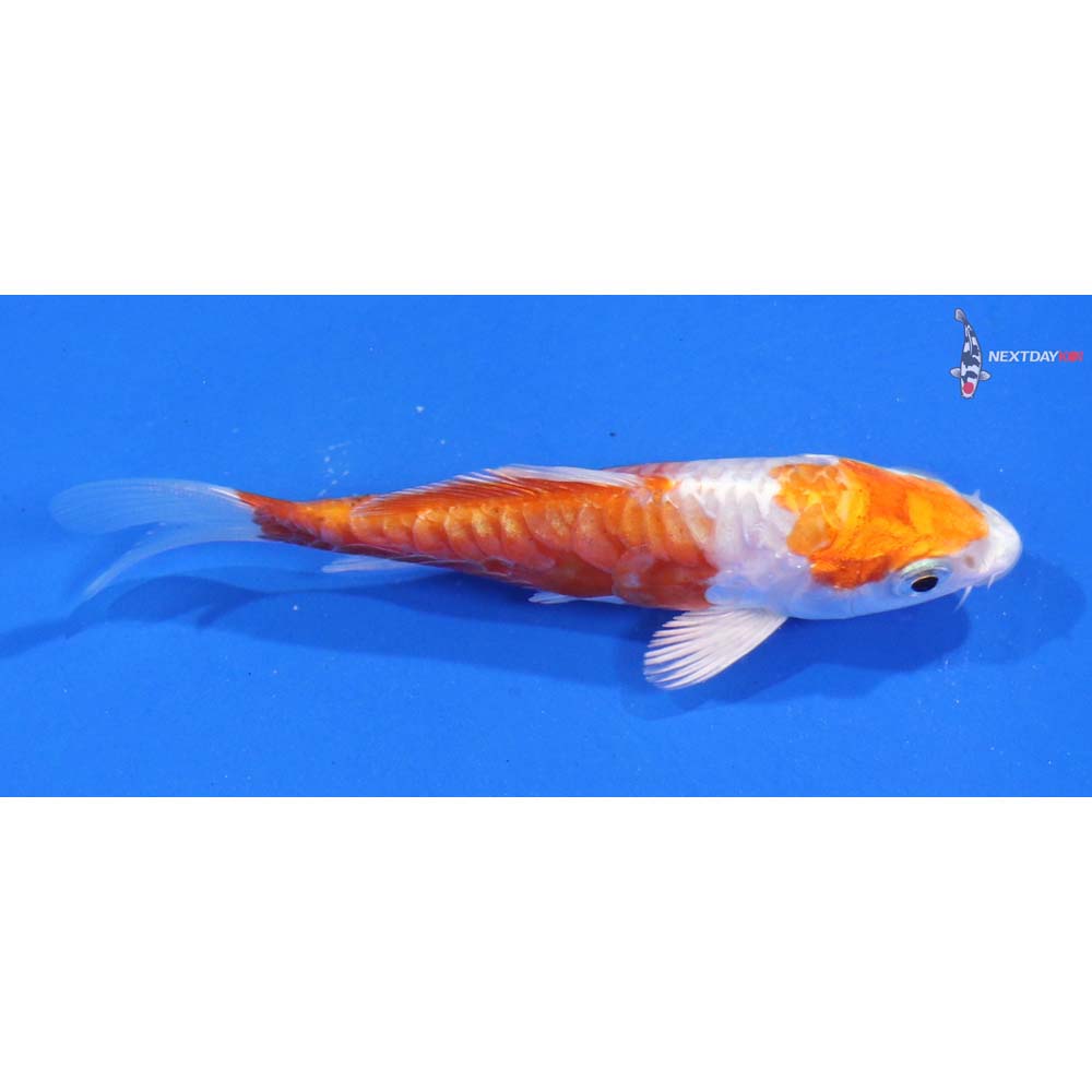 4” Imported Kikusui